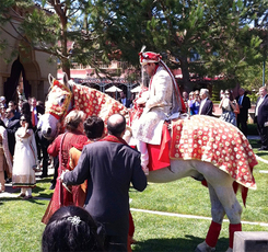 White horse rental for Indian Wedding San Diego