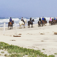 Horse rentals by the ocean