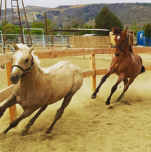 Horse boarding and training south bay