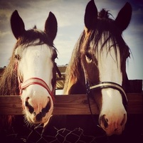 Clydesdales for rent