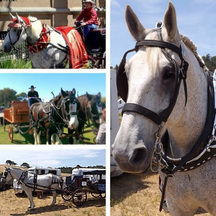 Horse, wagon and carriage rentals