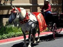 Carriage and white horse rental for Indian weddings