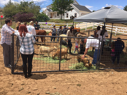 Large animal petting zoo for rent