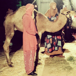 Camels for rent