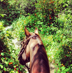 Horseback Riverbed Ride